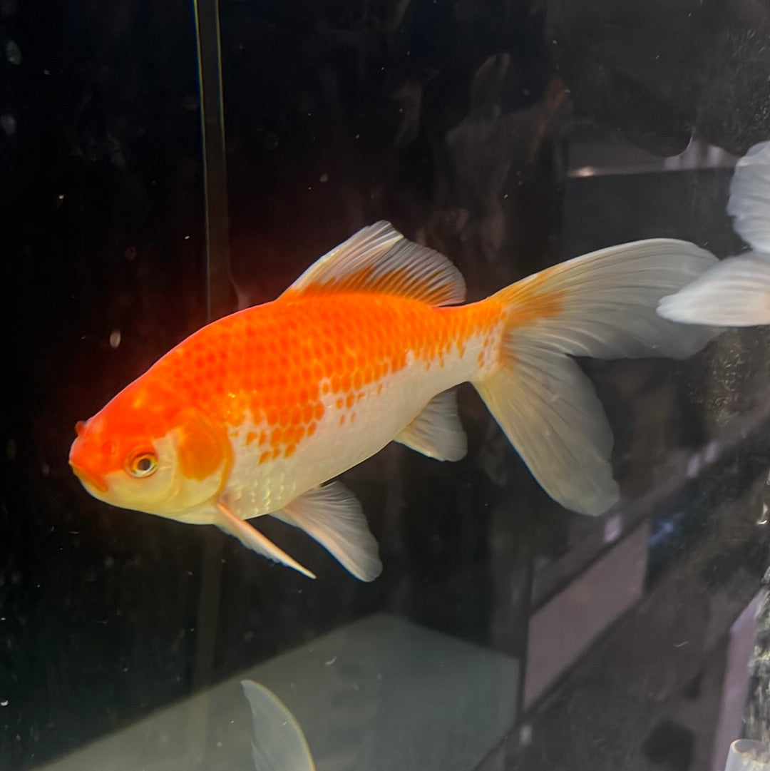 Red And White Comet Gold fish (Carassius auratus)