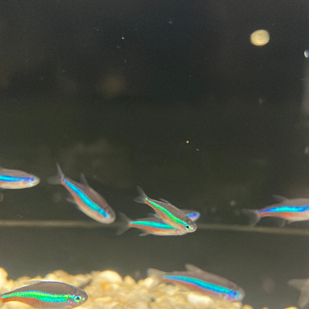 Green Neon Tetra (Hyphessobrycon simulans) – Tropical Aquarium