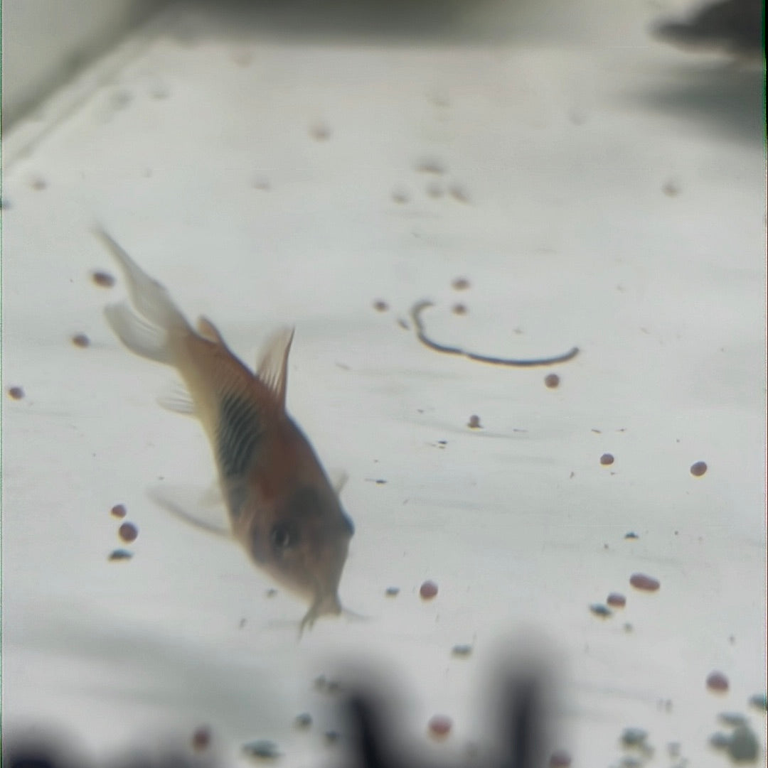 Venezuelan Orange Corydoras (Corydoras aeneus "Venezuela")