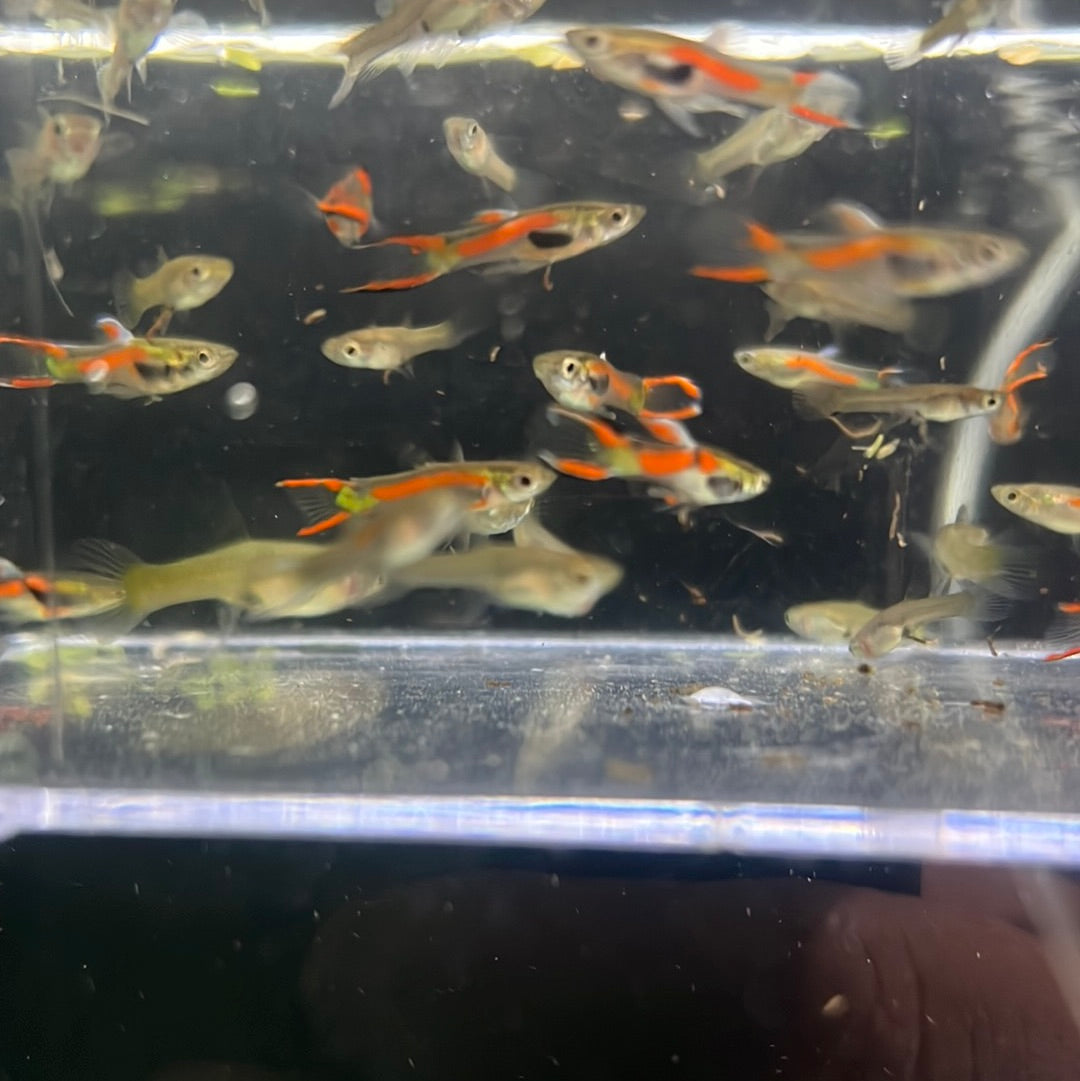 Endler Guppies assorted