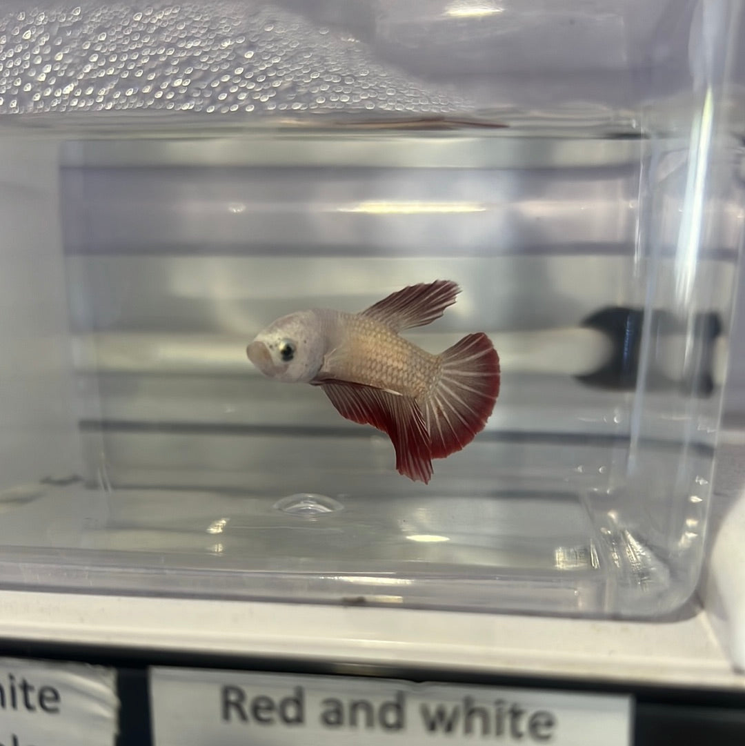 Red and white dragon betta