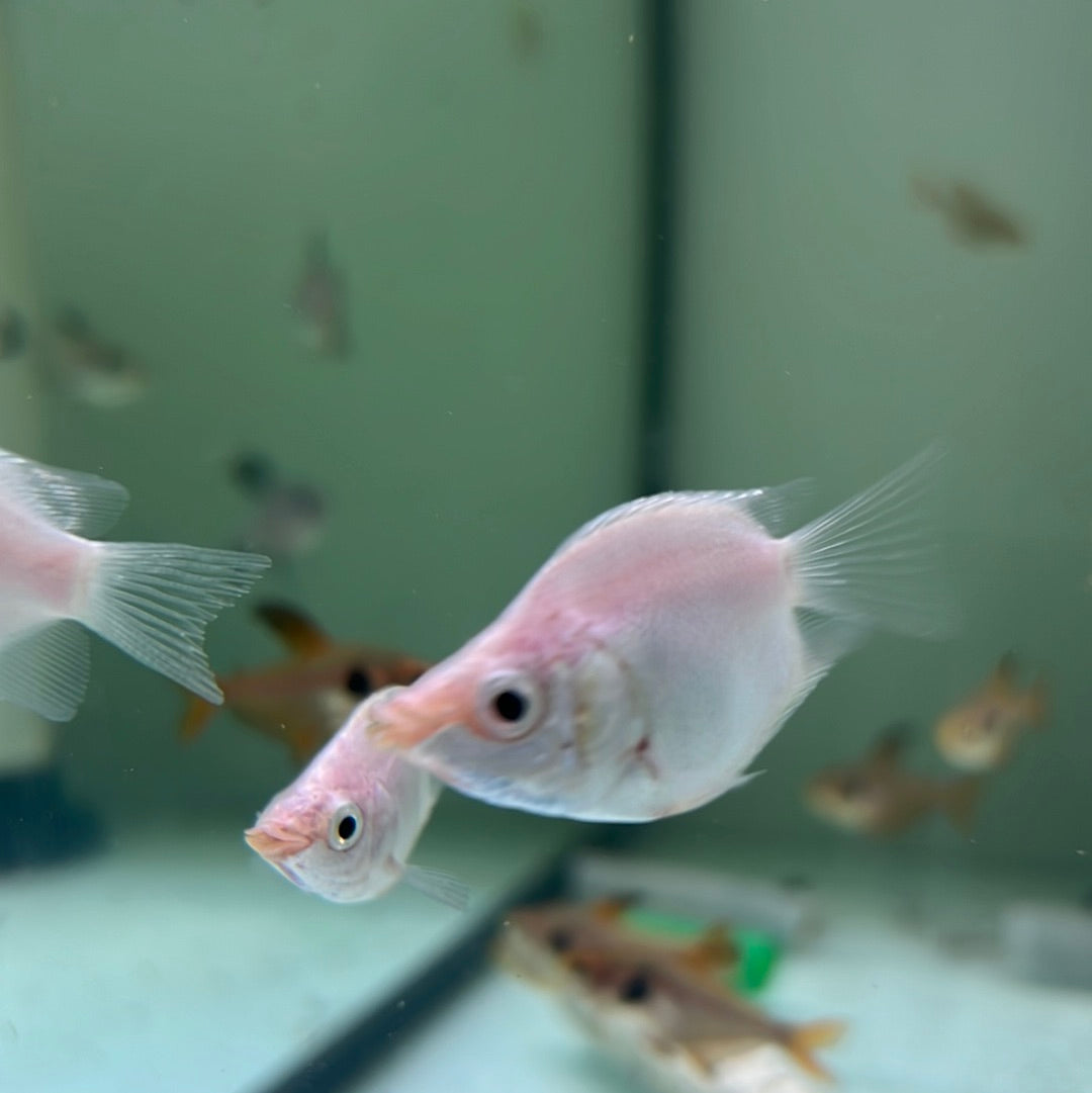 Balloon Pink Kissing Gourami (Helostoma temminkii) Tropical Aquarium
