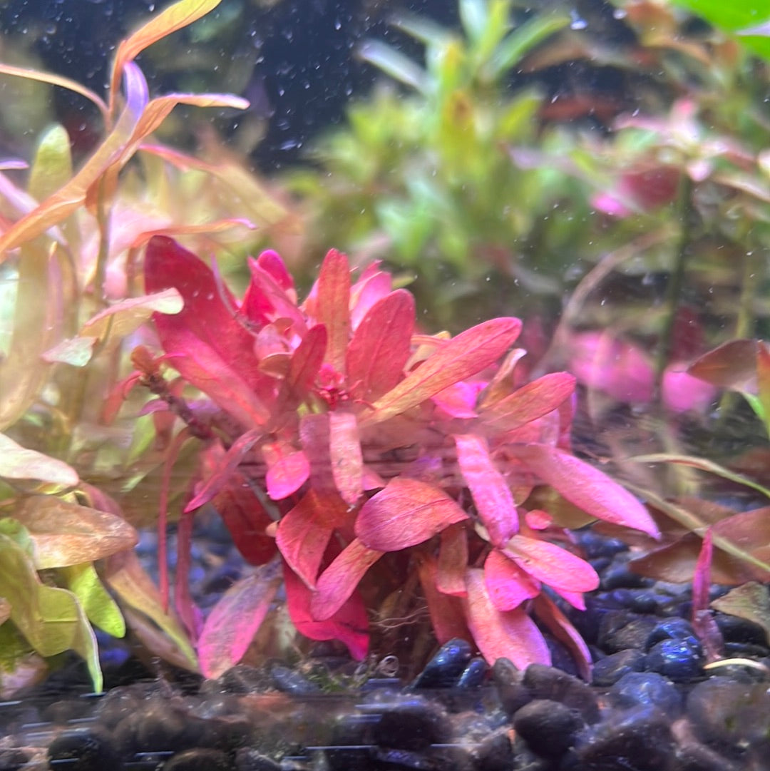 Copper Leaf (AMMANIA SENEGALENSIS) S112 – Tropical Aquarium