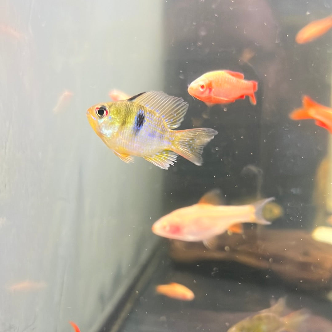 Blue Balloon Rams (Mikrogeophagus ramirezi) – Tropical Aquarium
