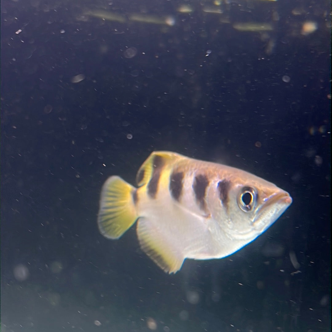 Archer Fish (Toxotes Jaculatrix)