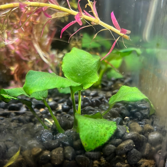 Anubias nana p083a