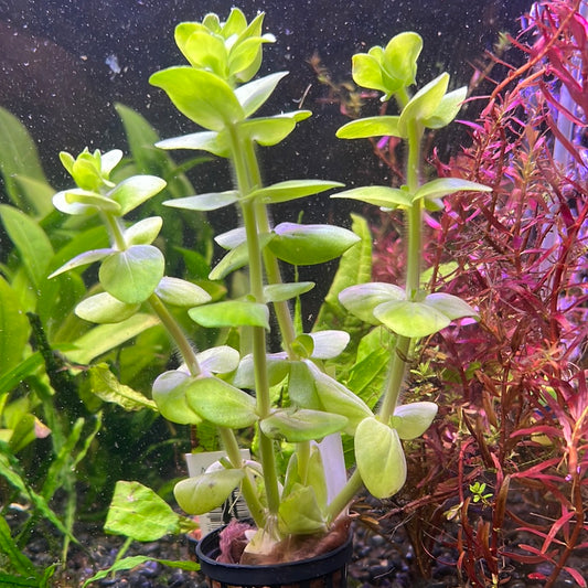 Bacopa caroliniana s013