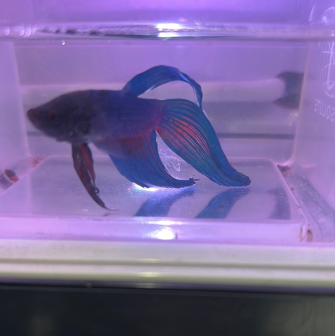 Veiltail Betta