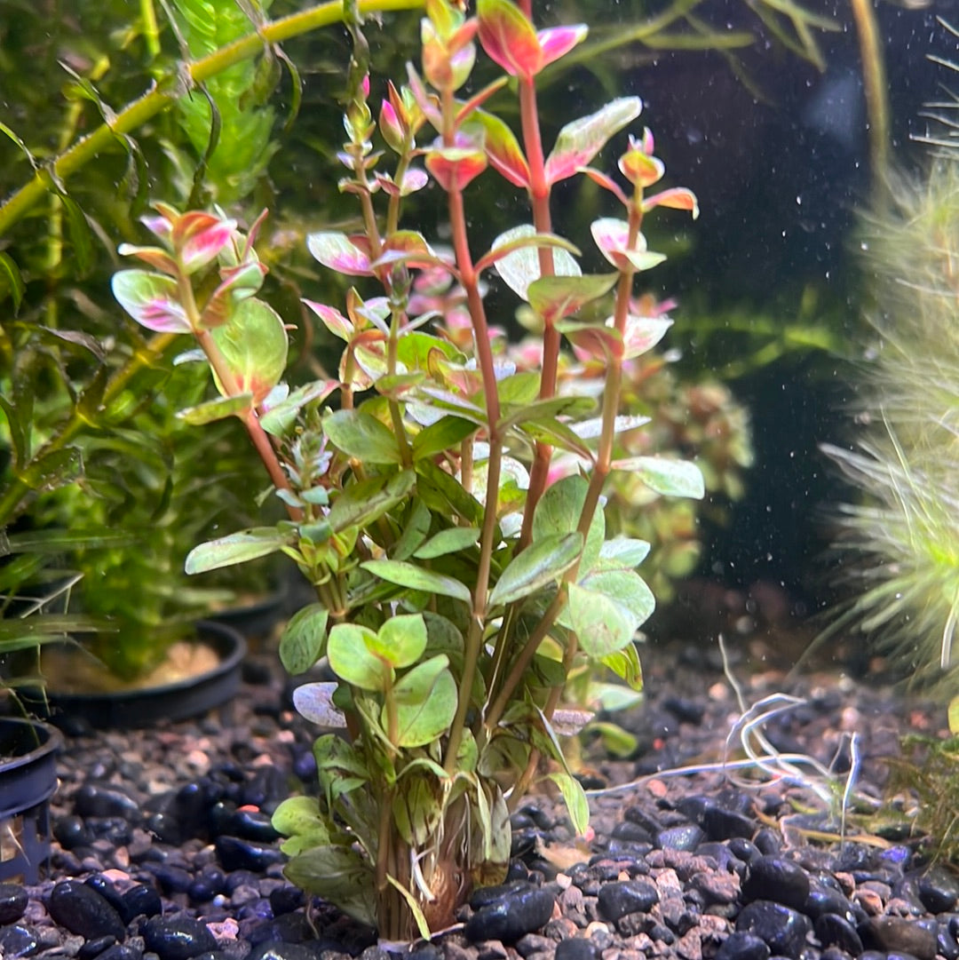 Rotala sp. "Blood Red" P132