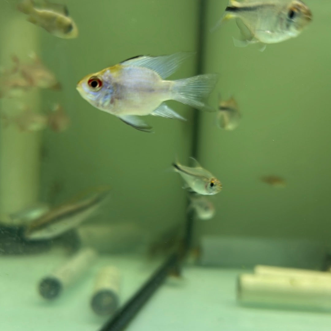 Electric Blue Balloon Rams (Mikrogeophagus ramirezi) – Tropical Aquarium