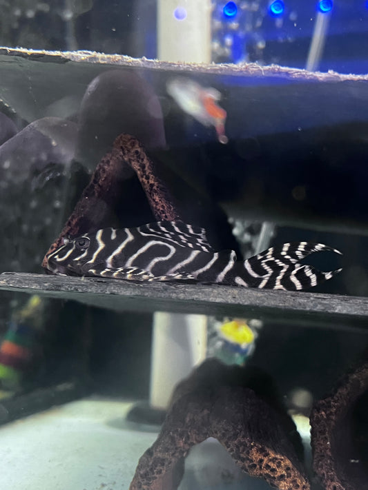 L236 Mega Clown Pleco (Hypancistrus sp.)