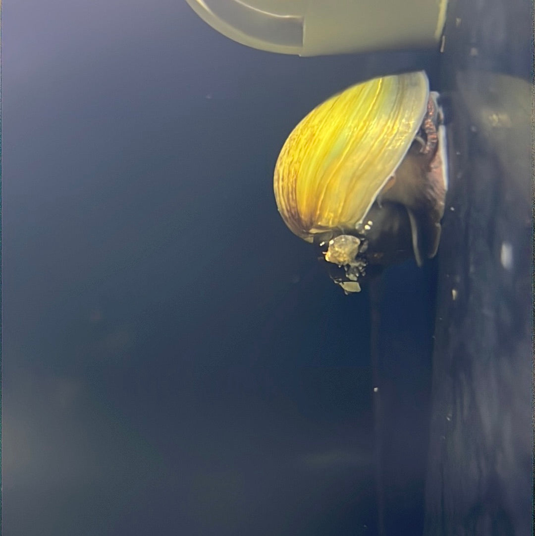 Black foot Mystery Snails (Pomacea bridgesii)