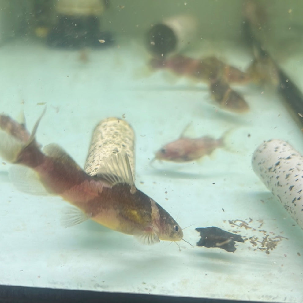 Bumblebee Catfish (Pseudomystus siamensis) Tropical Aquarium