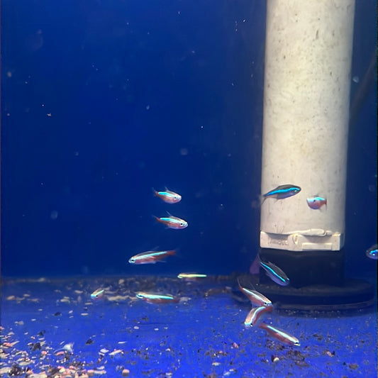 Gold Cardinal Tetra (Paracheirodon axelrodi)