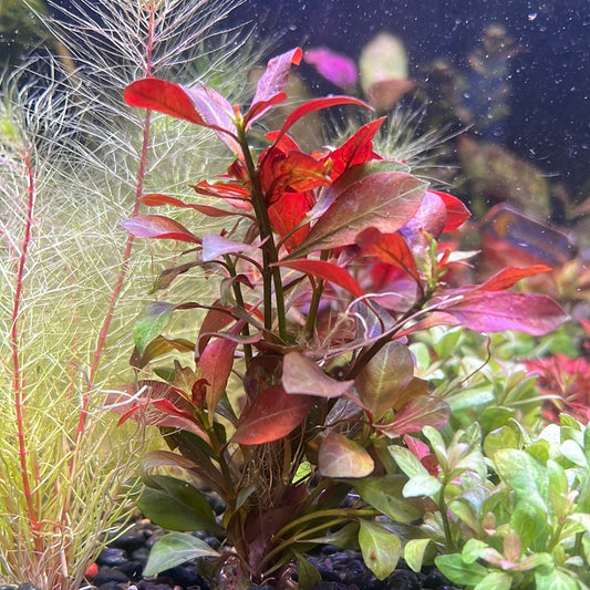 Ludwigia repens (rubin) P028