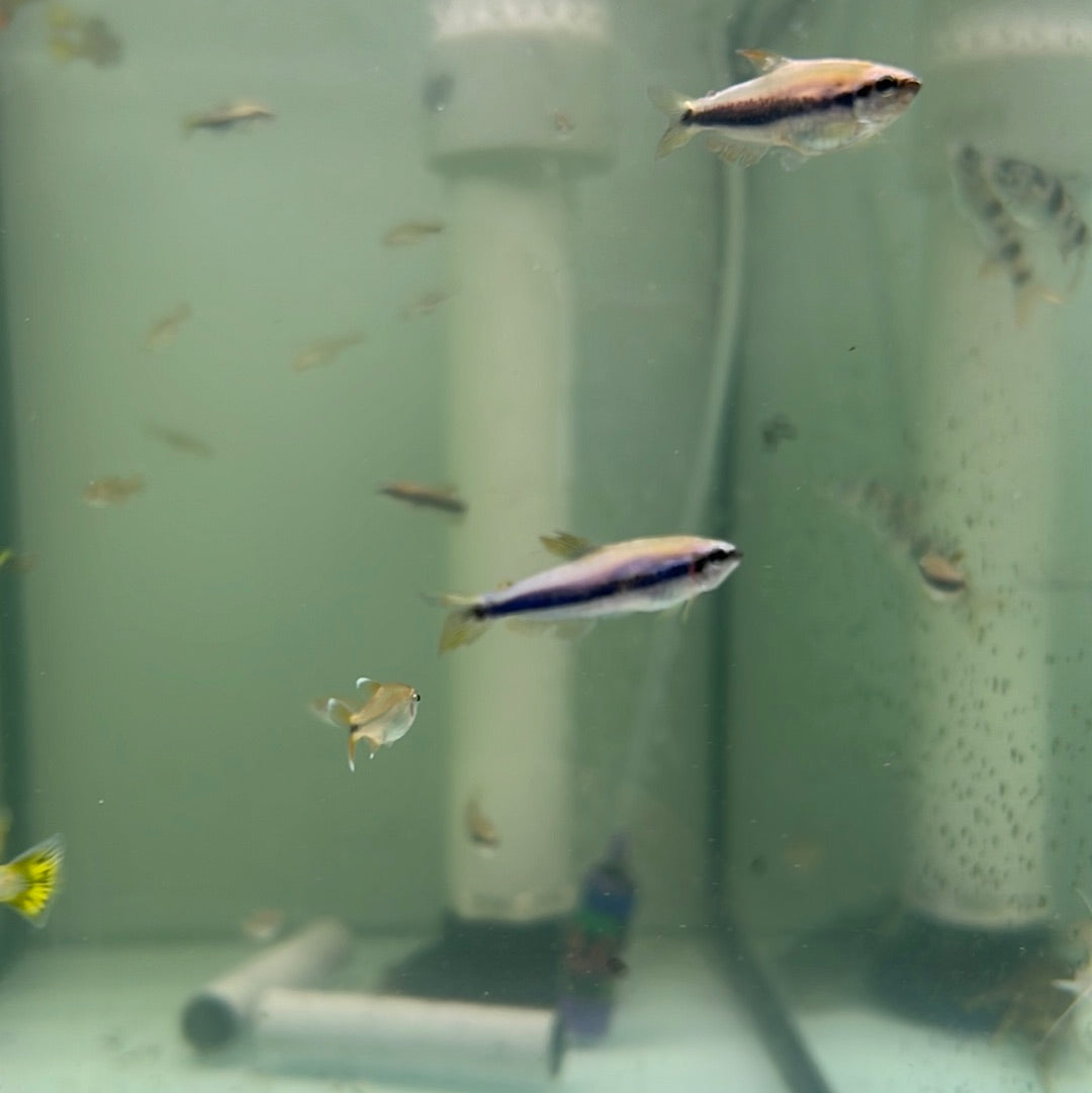 Fish - Inpaichthys kerri - Blue Emperor Tetra