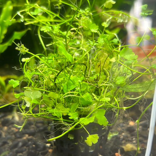 Hydrocotyle Tripartita (mini Japan)