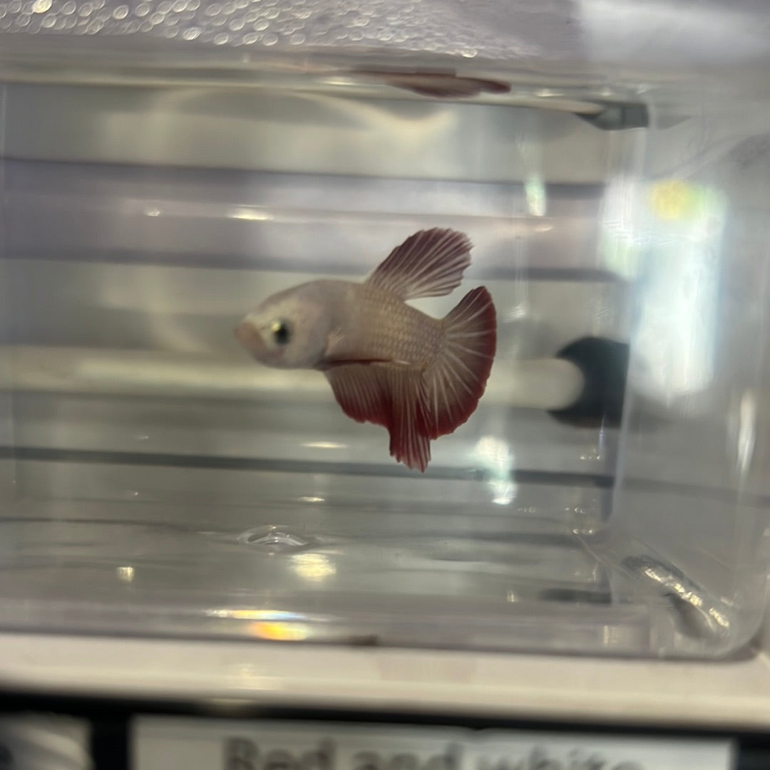 Red and white dragon betta