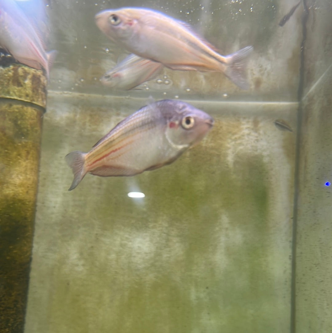 Goyder River Rainbow- Banded rainbow (Melanotaenia trifasciata)