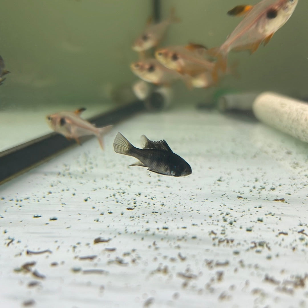 Black Rams Group Black Rams (Mikrogeophagus ramirezi) – Tropical Aquarium