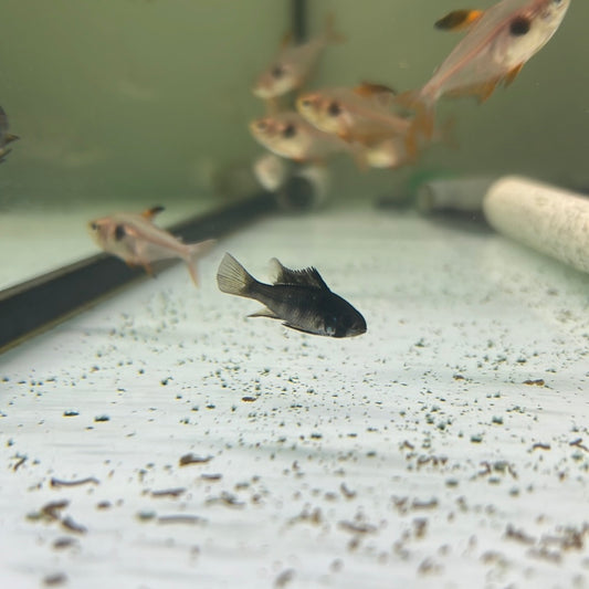 Black Rams (Mikrogeophagus ramirezi)