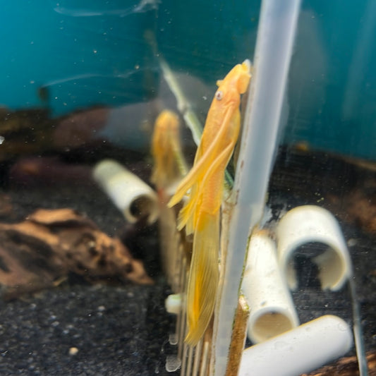 L144 lemon blue eye Longfin Bristlenose