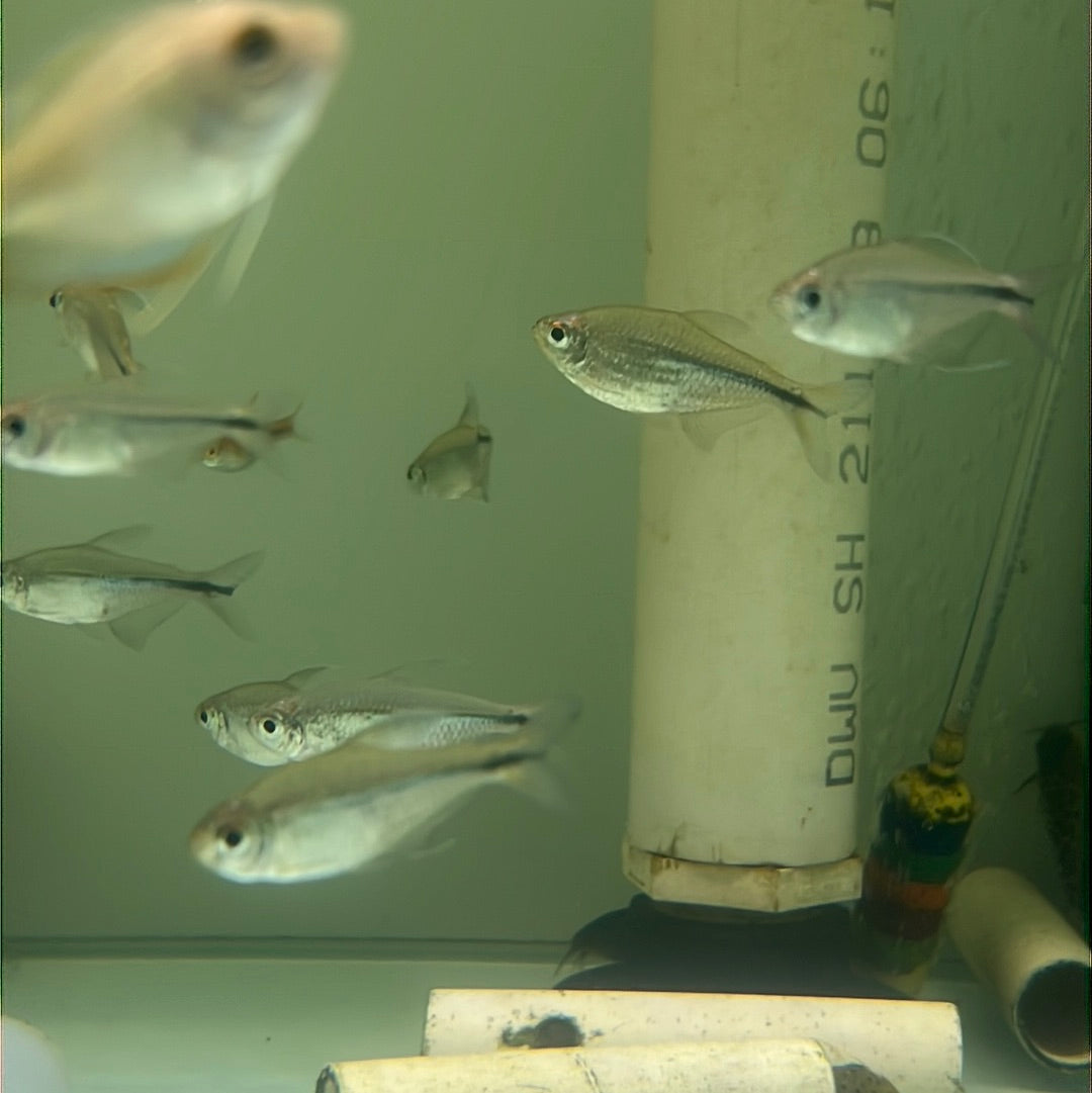 Phoenix Tetra (Hemigrammus filamentosus)