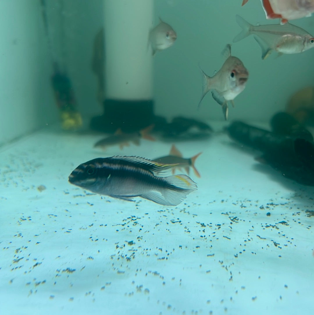 Kribensis  (Pelvicachromis pulcher)