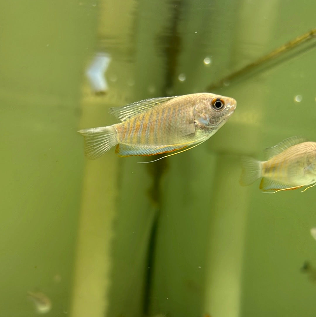 Indian Banded Gourami