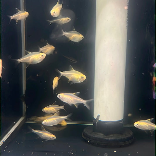 Gold Pristella Tetra (Pristella maxillaris)