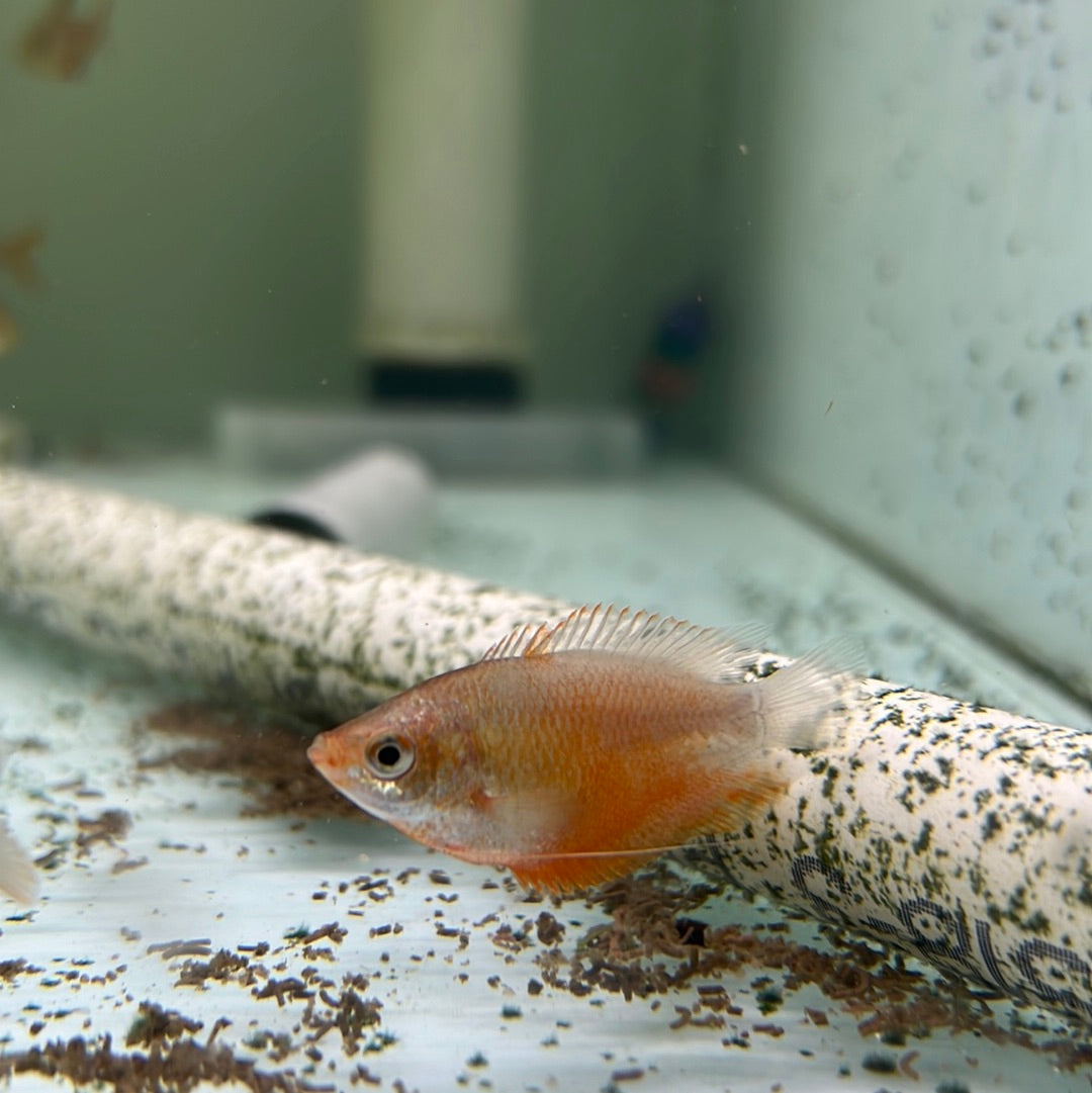 Red Honey Dwarf Gourami (Trichogaster chuna)