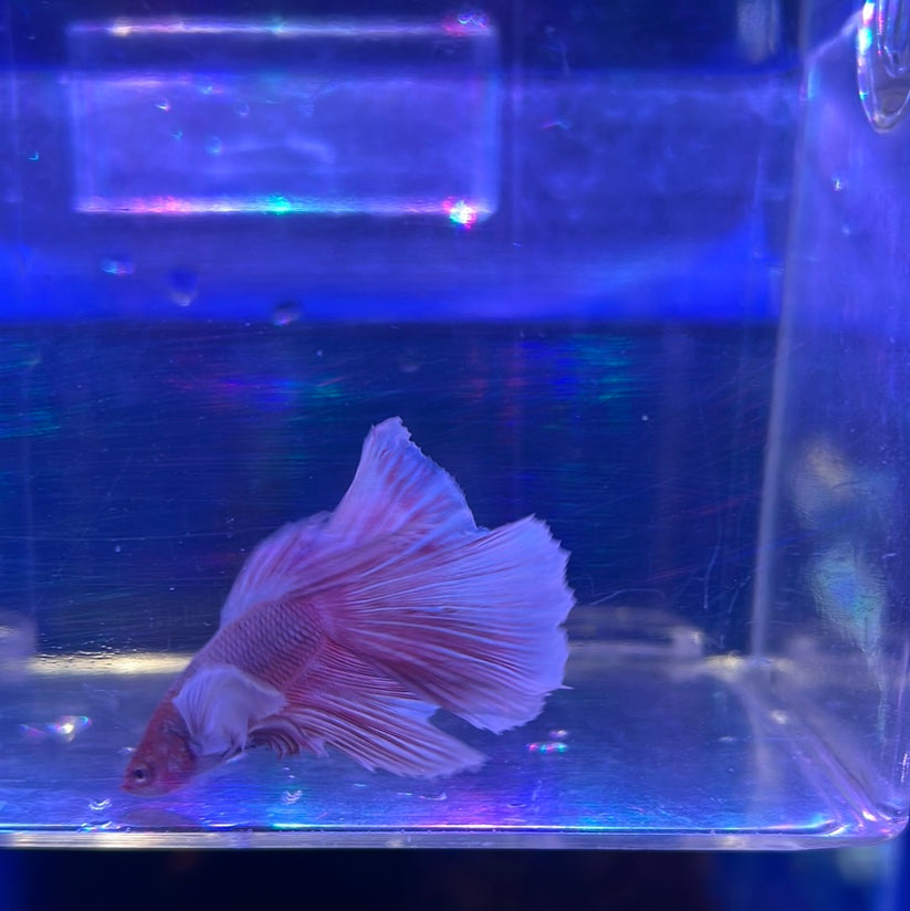 Dumbo HalfMoon Betta Tropical Aquarium