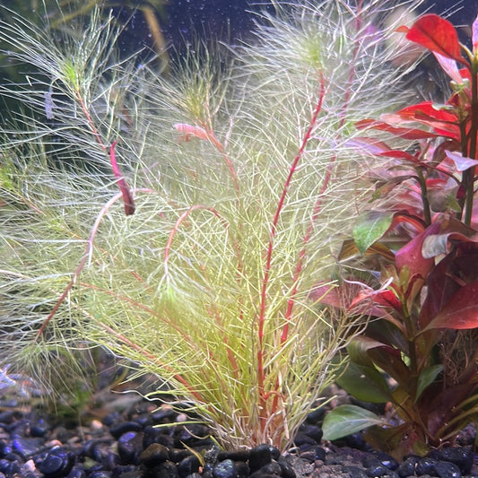 Bronze milfoil (Myriophyllum sp) S141