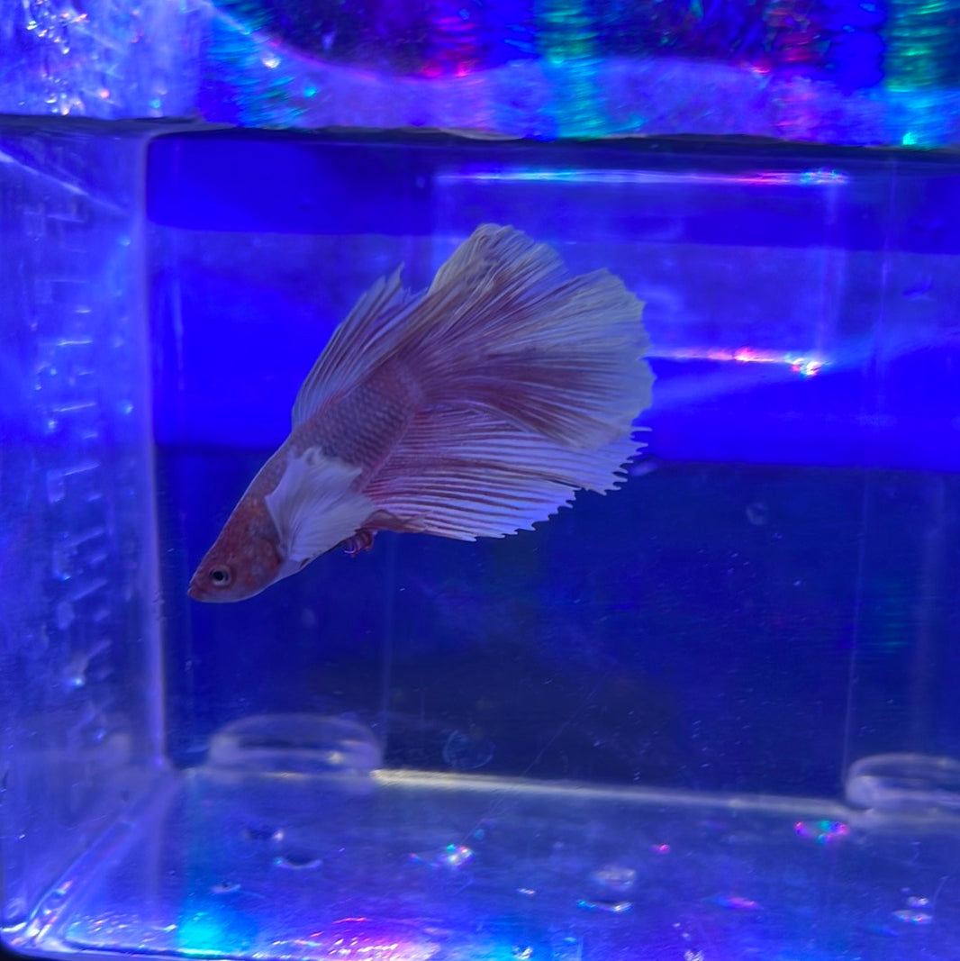 Bettas Buy Betta Fish (Fighting Fish) Online Australia Tropical