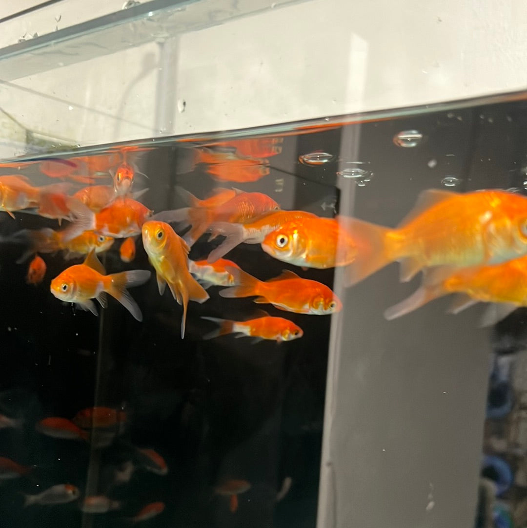 Comet Goldfish (Carassius auratus)