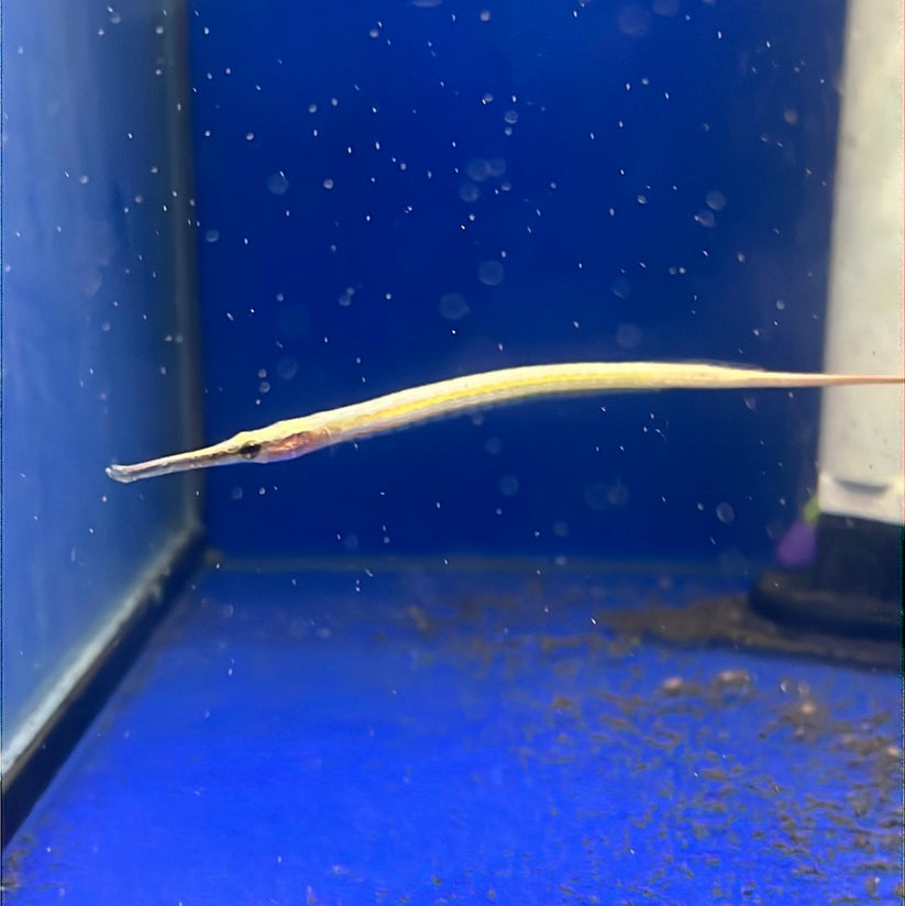 Pipefish Freshwater Short Snout (Doryichthys martensii) Tropical