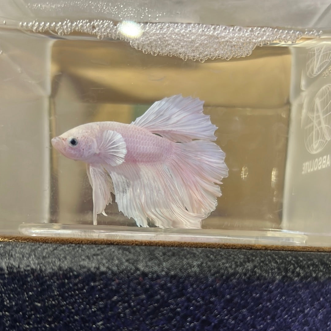 Siamese Fighting Fish Opal Betta Fish For Sale White Opal Betta
