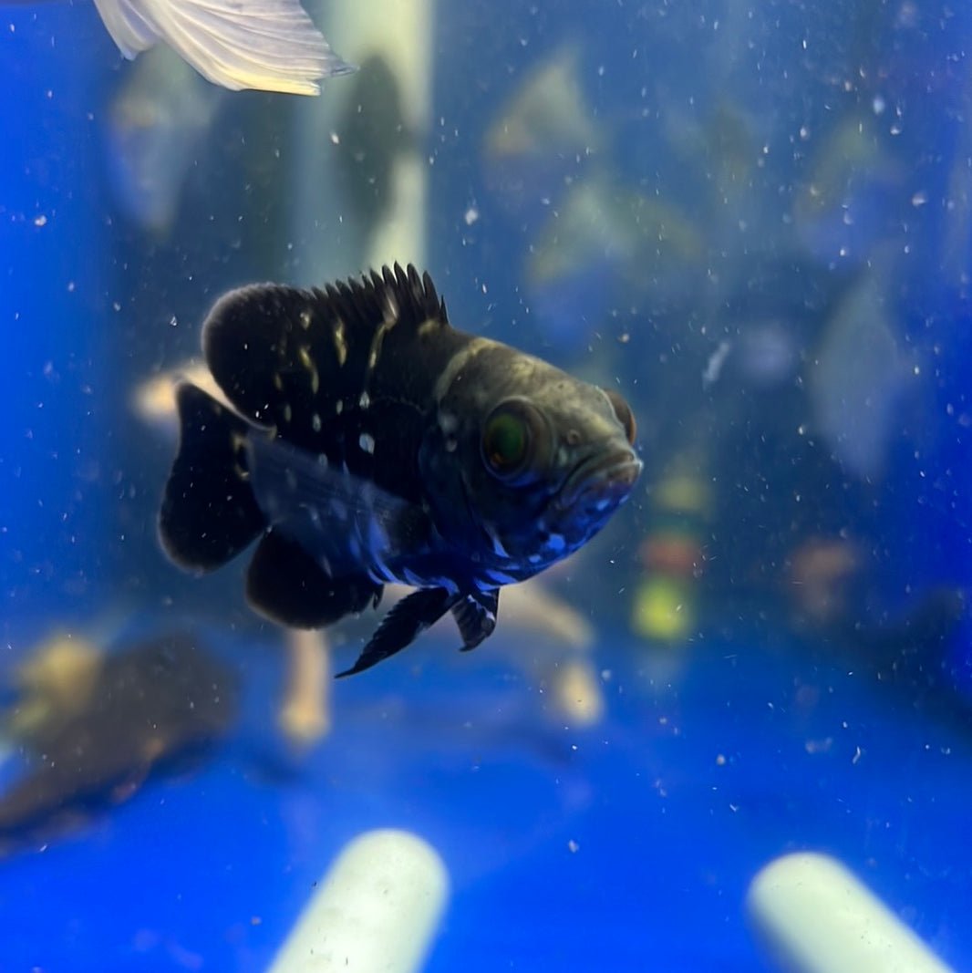 Oscars Buy Oscar Fish Online Australia Tropical Aquarium