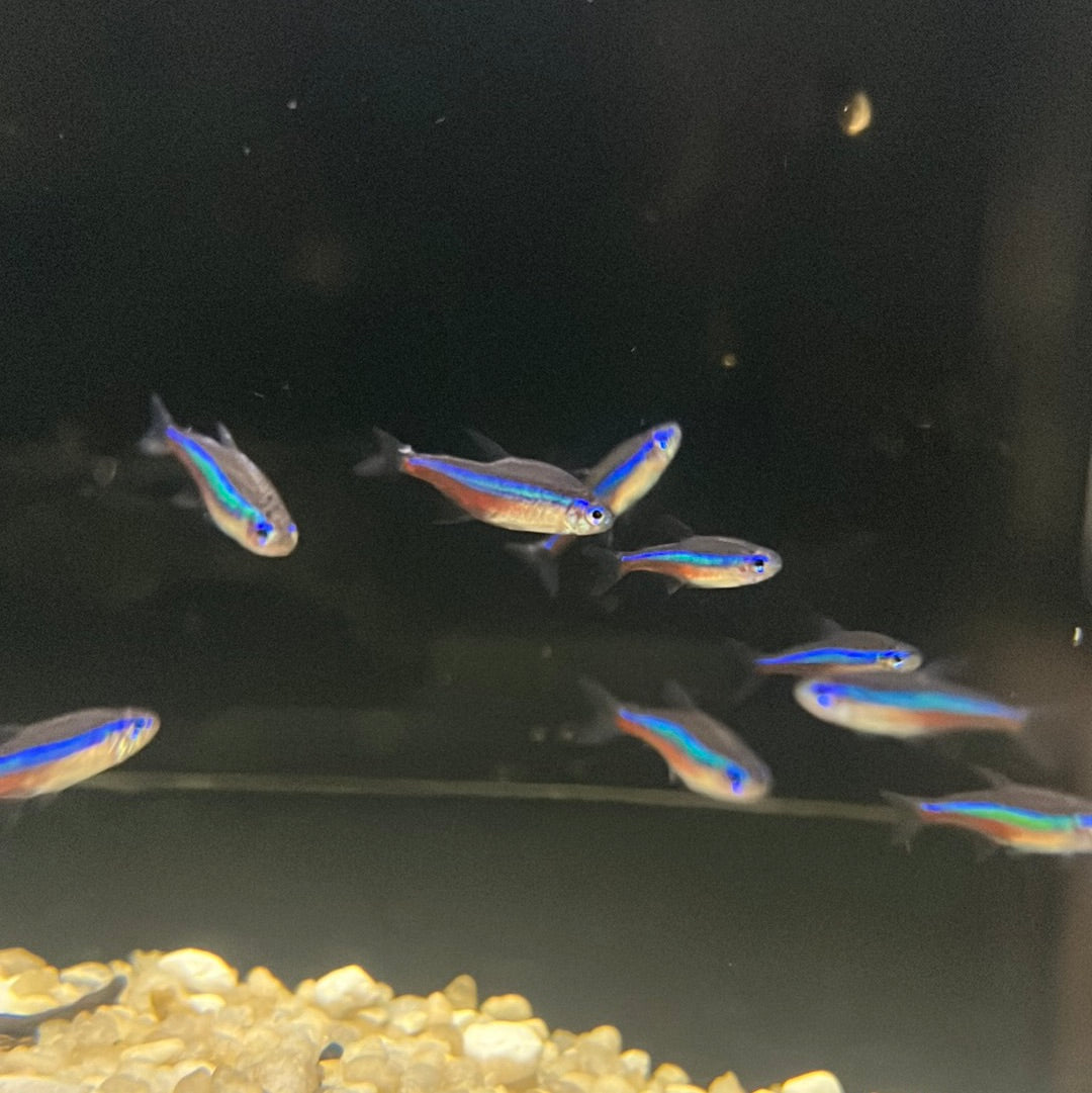 Green Neon Tetra (Hyphessobrycon simulans)