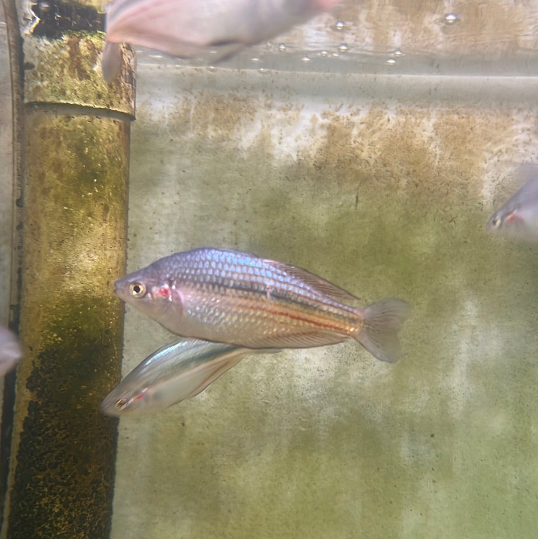 Goyder River Rainbow- Banded rainbow (Melanotaenia trifasciata)