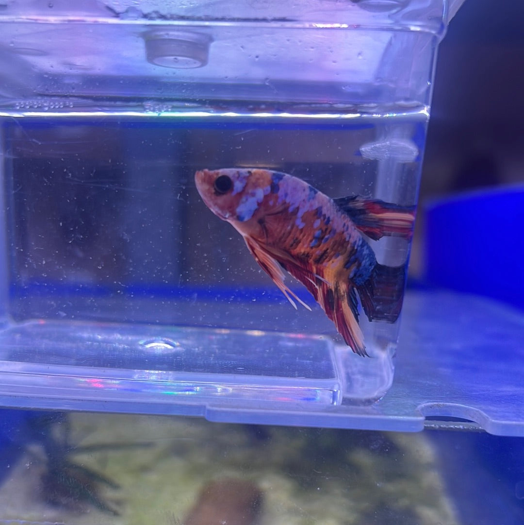 Koi galaxy (Betta splendens)