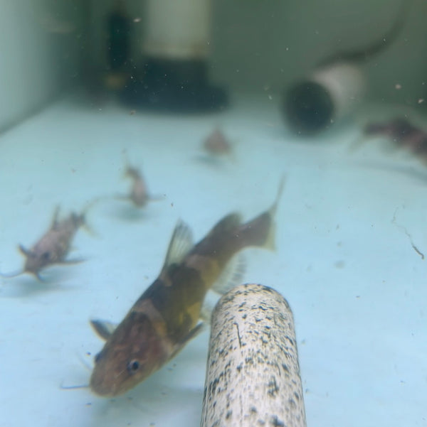 Bumblebee Catfish (Pseudomystus siamensis) Tropical Aquarium