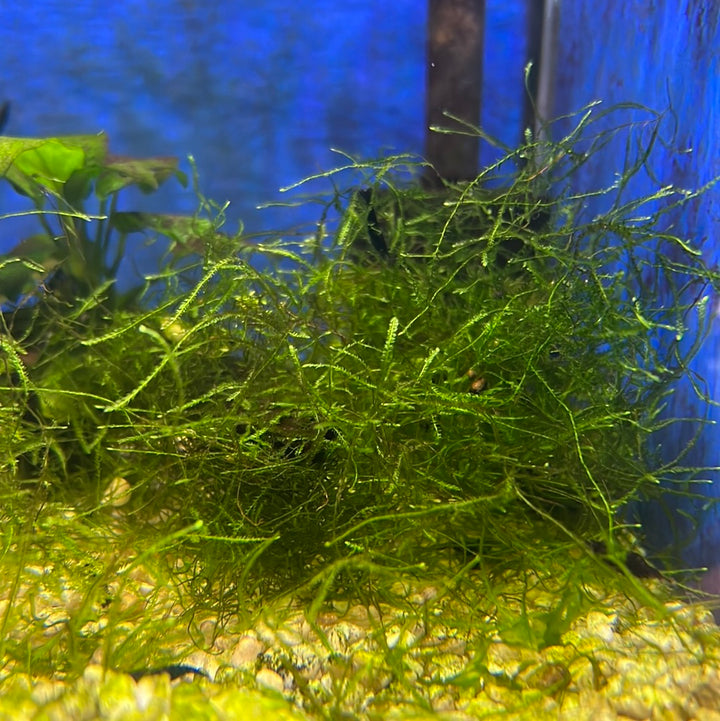 Petsmart Java Moss Buy Plants For Fish Tanks Online – Tropical Aquarium