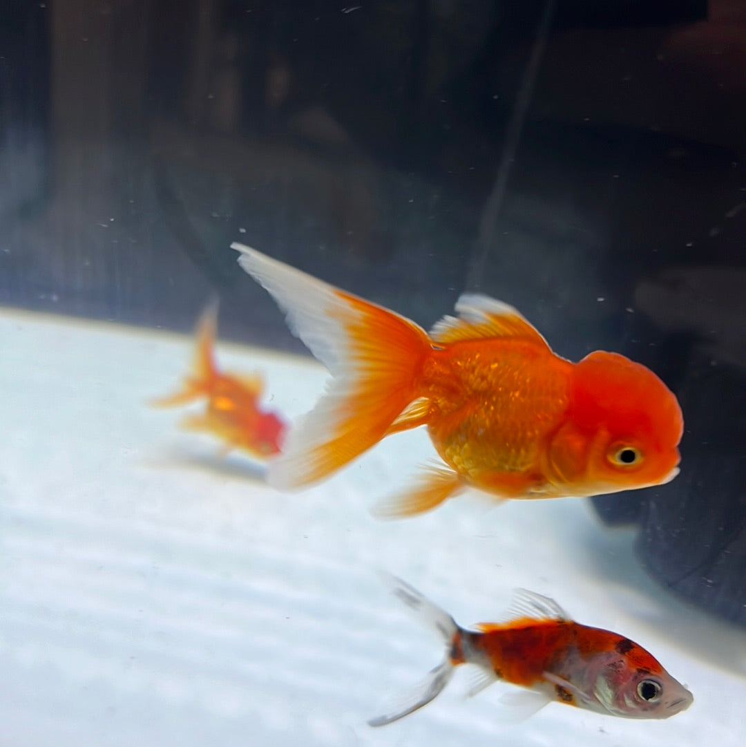 Assorted Oranda Assorted Oranda (Carassius Auratus) – Tropical Aquarium