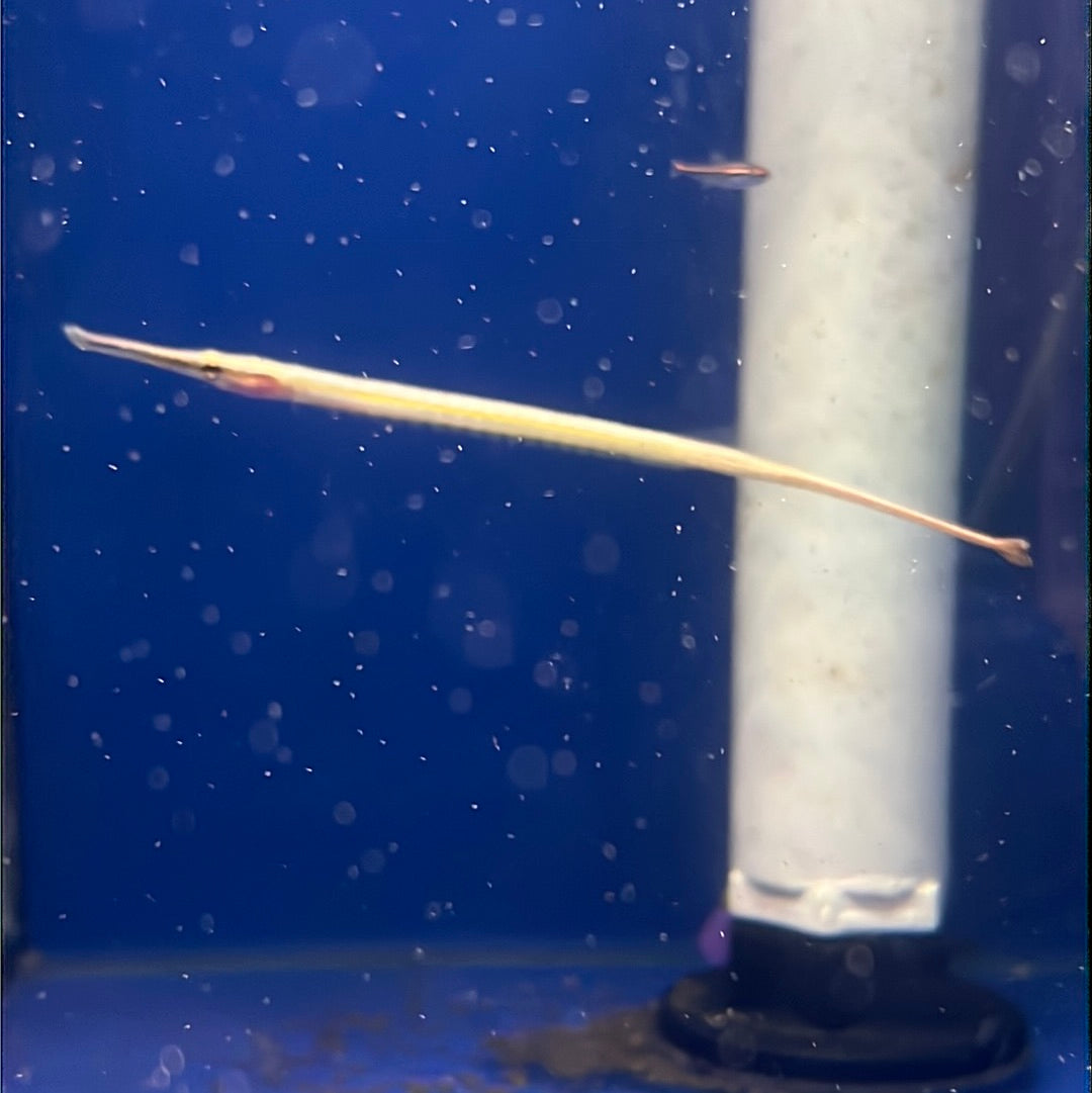 Pipefish - Freshwater Short Snout  (Doryichthys martensii)