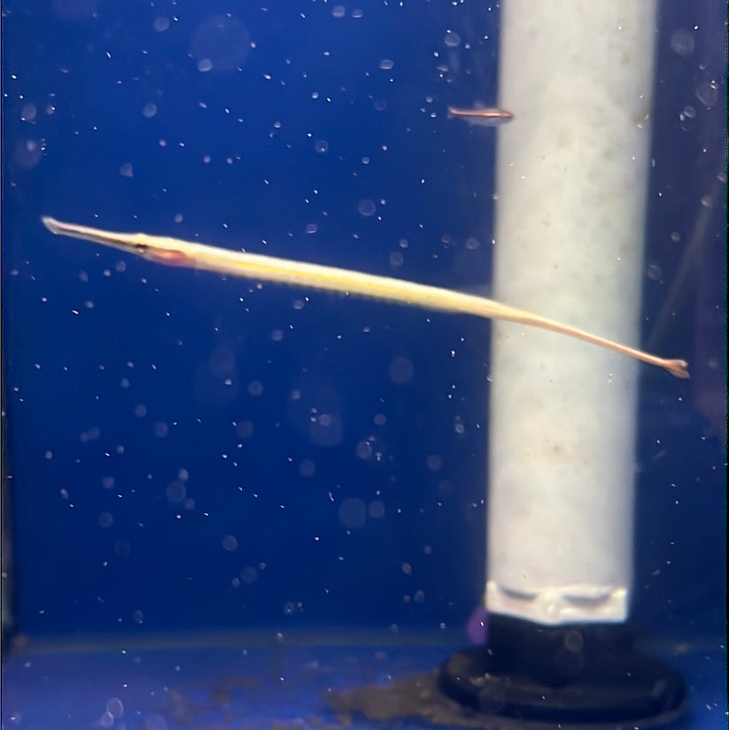 Pipefish - Freshwater Short Snout (Doryichthys martensii) – Tropical ...