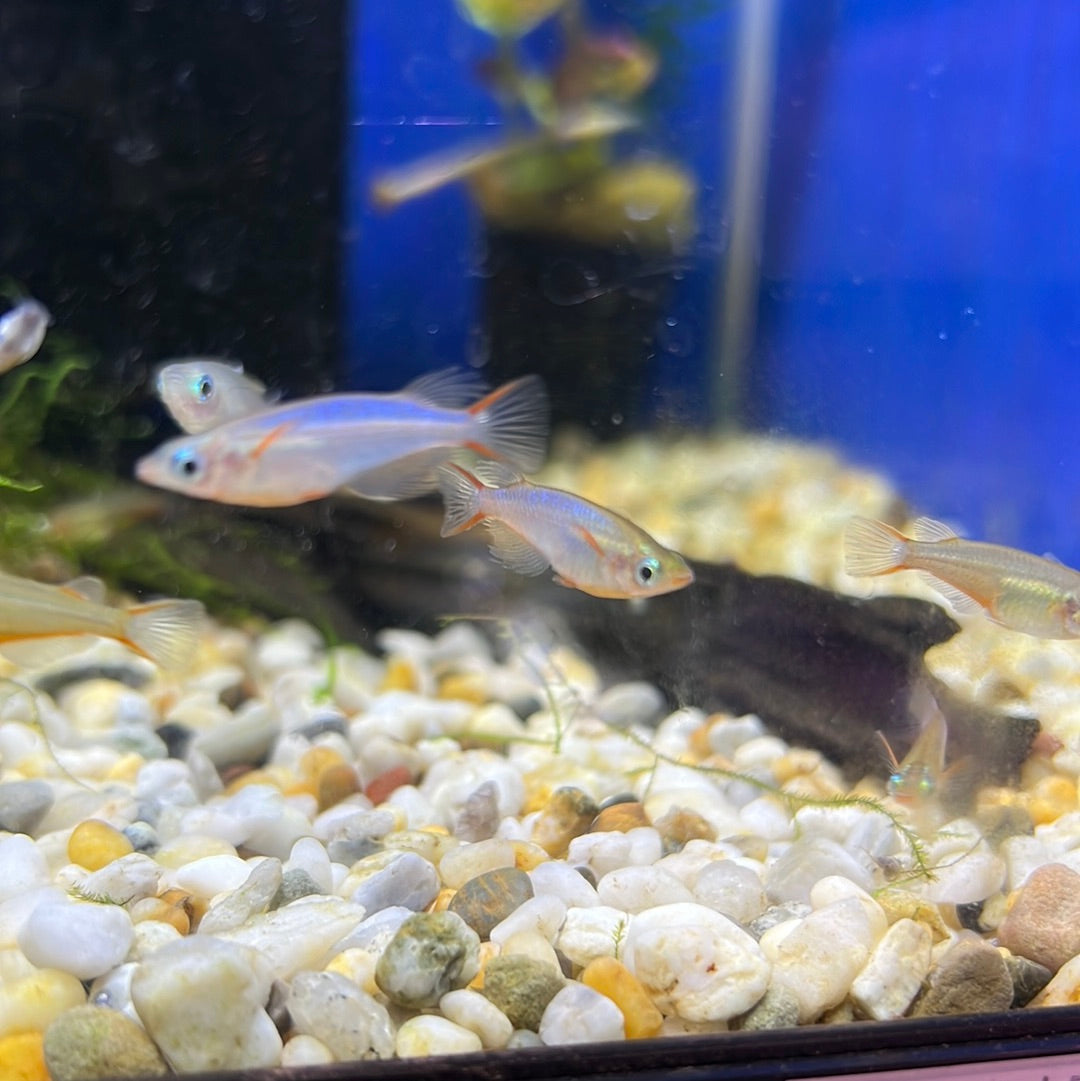 Neon Blue Ricefish (Daisy Ricefish)