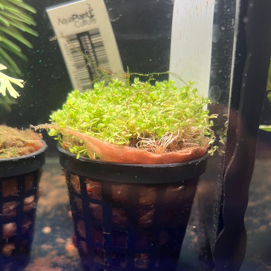 Dwarf Baby Tears (Hemianthus callitrichoides) p045