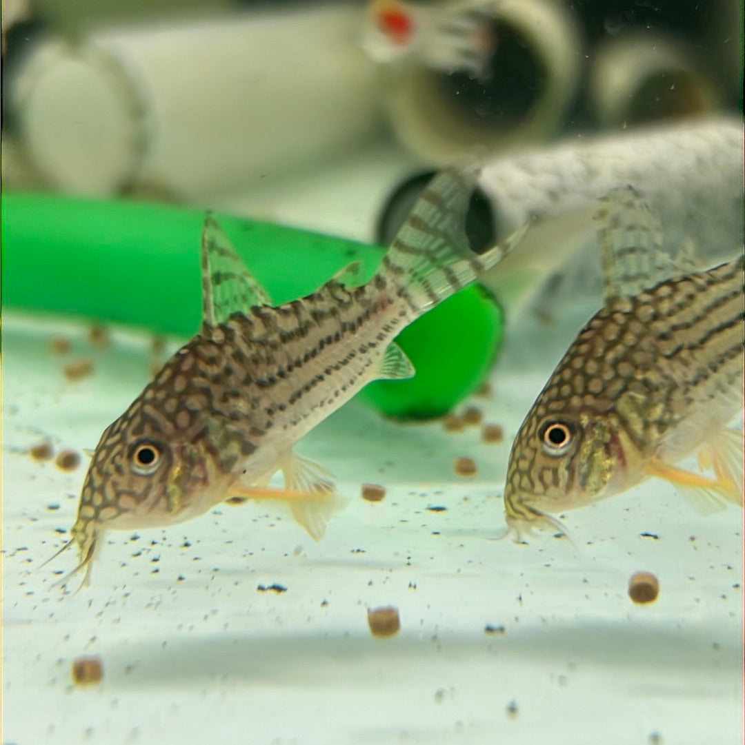 Sterbai Corydoras (Corydoras sterbai)