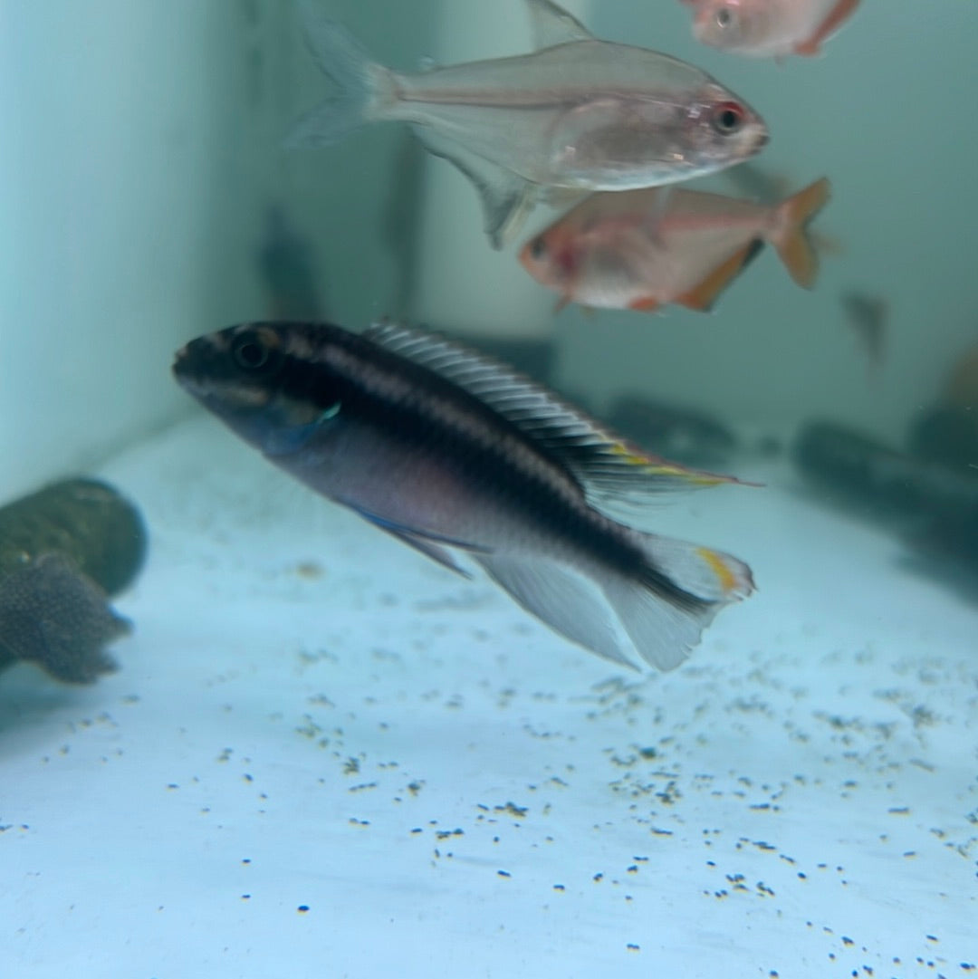 Kribensis  (Pelvicachromis pulcher)